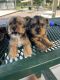 Yorkshire Terrier Puppies for sale in Surprise, AZ 85378, USA. price: $1,200