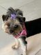 Yorkshire Terrier Puppies for sale in Loxahatchee, FL 33412, USA. price: $3,000