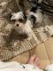 Yorkshire Terrier Puppies for sale in Foristell, MO, USA. price: NA