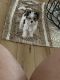 Yorkshire Terrier Puppies for sale in Foristell, MO, USA. price: $1,000