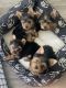 Yorkshire Terrier Puppies for sale in Long Beach, CA, USA. price: NA