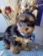 Yorkshire Terrier Puppies for sale in 7016 Favor St, Oakland, CA 94621, USA. price: NA