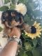 Yorkshire Terrier Puppies for sale in San Francisco, CA, USA. price: $800