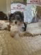 Yorkshire Terrier Puppies for sale in Temecula, CA 92592, USA. price: NA