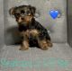 Yorkshire Terrier Puppies for sale in Central Florida, FL, USA. price: $2,200