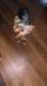 Yorkshire Terrier Puppies for sale in 2226 Eve's Cir W, DeKalb, IL 60115, USA. price: $1,500