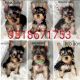 Yorkshire Terrier Puppies for sale in Moreno Valley, CA, USA. price: $1,700