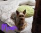 Yorkshire Terrier Puppies for sale in Georgetown, SC 29440, USA. price: $1,200