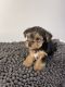 Yorkshire Terrier Puppies for sale in Atco, NJ 08004, USA. price: $1,800