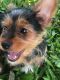 Yorkshire Terrier Puppies for sale in St Cloud, FL, USA. price: $90,000