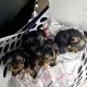 Yorkshire Terrier Puppies for sale in Columbia, SC, USA. price: $850