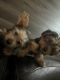 Yorkshire Terrier Puppies for sale in 12419 Oaks Ave, Chino, CA 91710, USA. price: NA
