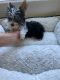 Yorkshire Terrier Puppies for sale in Springfield, MA, USA. price: $2,000