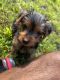 Yorkshire Terrier Puppies for sale in Valley Stream, NY, USA. price: NA