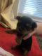Yorkshire Terrier Puppies for sale in Columbia, MO, USA. price: $2,000