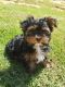 Yorkshire Terrier Puppies for sale in Rusk, TX 75785, USA. price: NA