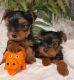Yorkshire Terrier Puppies for sale in 4006 Franklin Blvd, Eugene, OR 97403, USA. price: NA