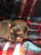 Yorkshire Terrier Puppies for sale in Clinton, TN 37716, USA. price: NA
