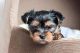 Yorkshire Terrier Puppies for sale in New Orleans, LA, USA. price: $500