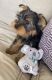 Yorkshire Terrier Puppies for sale in North Hollywood, Los Angeles, CA, USA. price: $3,700