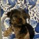 Yorkshire Terrier Puppies for sale in Debary Plantation, DeBary, FL 32713, USA. price: $2,000