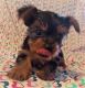 Yorkshire Terrier Puppies for sale in La Puente, CA, USA. price: $1,500