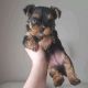 Yorkshire Terrier Puppies for sale in Louisville, KY, USA. price: $400