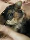 Yorkshire Terrier Puppies for sale in Ocala, FL, USA. price: $900