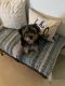 Yorkshire Terrier Puppies for sale in Port St John, FL 32927, USA. price: $1,650