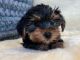 Yorkshire Terrier Puppies for sale in Manhattan, New York, NY, USA. price: $1,500