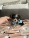 Yorkshire Terrier Puppies for sale in Springfield, MA, USA. price: $1,800