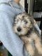 Yorkshire Terrier Puppies for sale in San Pedro, CA 90732, USA. price: $700