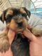 Yorkshire Terrier Puppies for sale in Asheville, NC, USA. price: $1,850