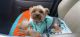 Yorkshire Terrier Puppies for sale in Virginia Beach, VA, USA. price: $1,200