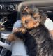 Yorkshire Terrier Puppies for sale in Colonial Heights, VA 23834, USA. price: $5,500