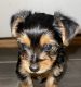Yorkshire Terrier Puppies for sale in Palm Valley, TX 78552, USA. price: $2,000
