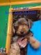 Yorkshire Terrier Puppies for sale in Hattiesburg, MS, USA. price: $700