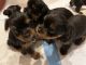 Yorkshire Terrier Puppies for sale in Conyers, GA 30013, USA. price: NA