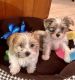 Yorkshire Terrier Puppies for sale in CORP CHRISTI, TX 78413, USA. price: $2,300