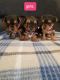 Yorkshire Terrier Puppies for sale in Richmond, VA, USA. price: NA