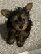 Yorkshire Terrier Puppies for sale in Houston, TX 77082, USA. price: $950
