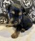 Yorkshire Terrier Puppies for sale in 11804 SE Market St, Portland, OR 97216, USA. price: NA