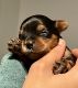 Yorkshire Terrier Puppies for sale in Hope Mills, NC, USA. price: $800