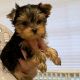 Yorkshire Terrier Puppies for sale in Mt Croghan, SC 29727, USA. price: $650