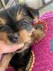Yorkshire Terrier Puppies for sale in Maricopa, AZ, USA. price: NA