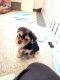 Yorkshire Terrier Puppies for sale in Washington, PA 15301, USA. price: $1,250