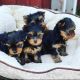 Yorkshire Terrier Puppies for sale in California City, CA, USA. price: $650
