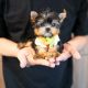 Yorkshire Terrier Puppies for sale in California City, CA, USA. price: $650