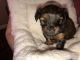 Yorkshire Terrier Puppies for sale in Cleburne, TX, USA. price: $900