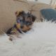 Yorkshire Terrier Puppies for sale in S Carolina St, Avon Park, FL 33825, USA. price: NA